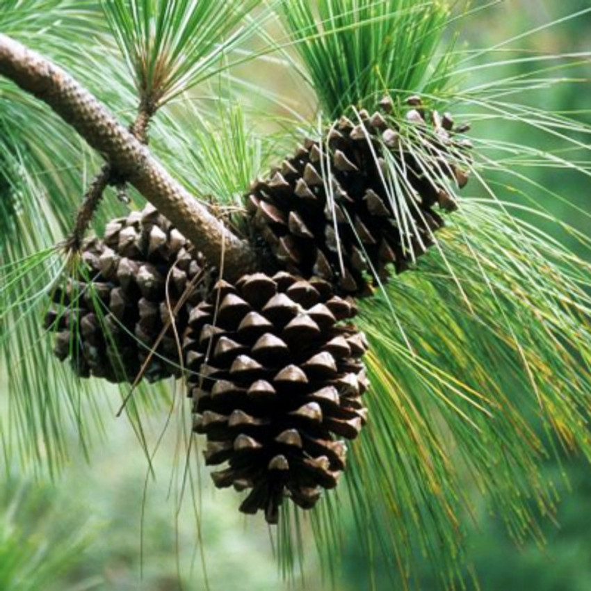 SHOP 360 GARDEN Pinus roxburghii Chir pine Himalayan longleaf pine Chir Pine Tree Seeds Pack of 20 Seeds Seed Price in India Buy SHOP 360 GARDEN Pinus roxburghii