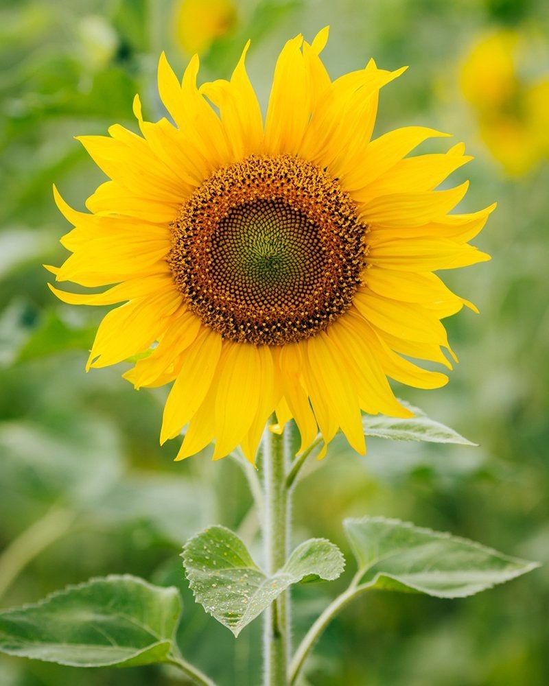 Good Sunflower