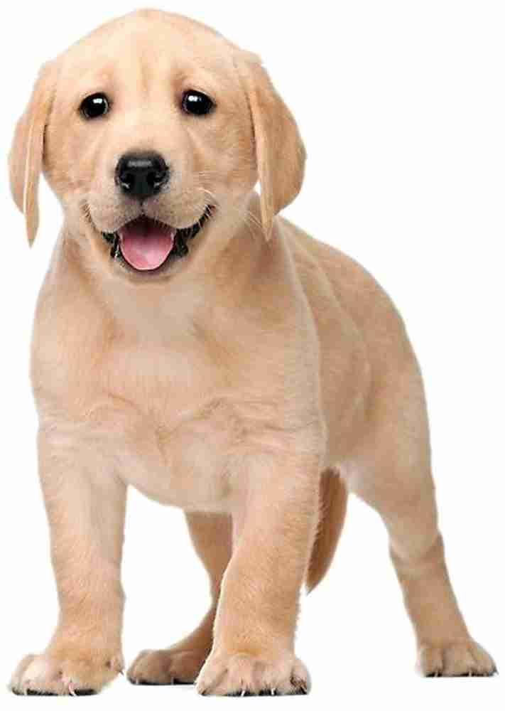 shomka ♡ wool puppy bonnet 51cm SHOMKA ボンネット ウール puppy