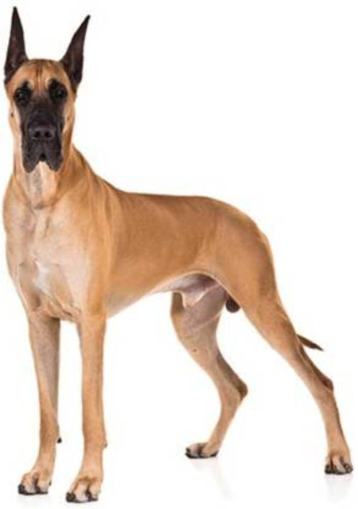 BODY BUILDING Soft Convenient Adjustable Red Dog Body Harness Belt Dog Harness Leash Price in India Buy BODY BUILDING Soft Convenient Adjustable Red Dog Body Harness Belt Dog Harness Leash online at F...