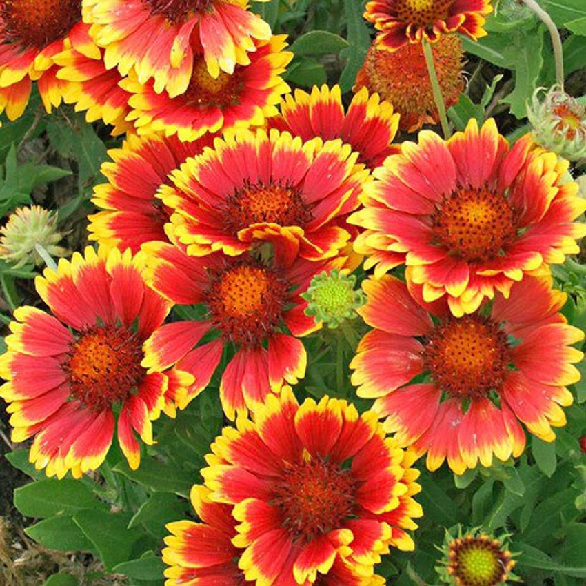 Galadia Flower Image | Best Flower Site