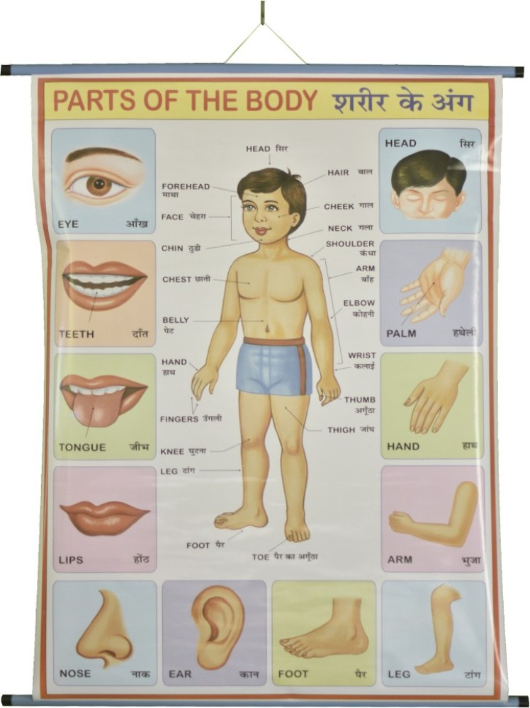 ROLLUP CHART OF PARTS OF BODY (PIPE MOUNTED) Photographic Paper -  Educational posters in India - Buy art, film, design, movie, music, nature  and educational paintings/wallpapers at
