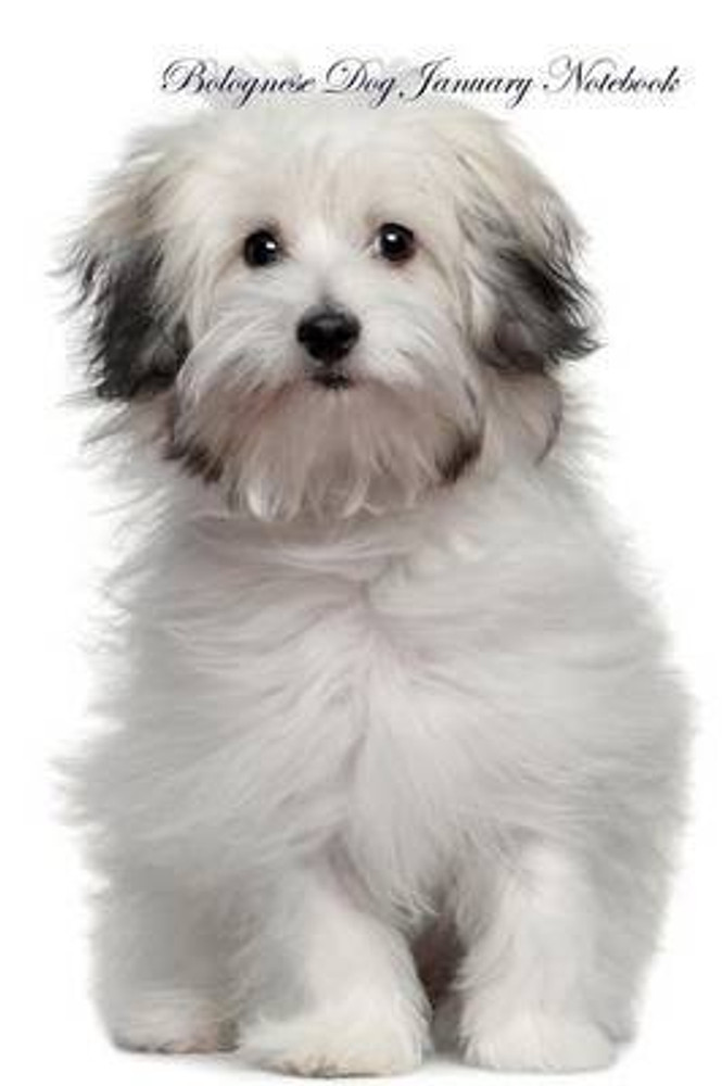 Bolognese dog hot sale price
