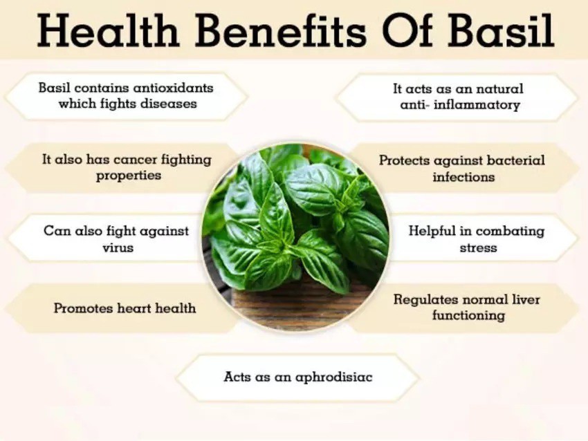 Urban Organic Basil Seeds Tukmariya Sabja Seeds Ocimum basilicum Seed