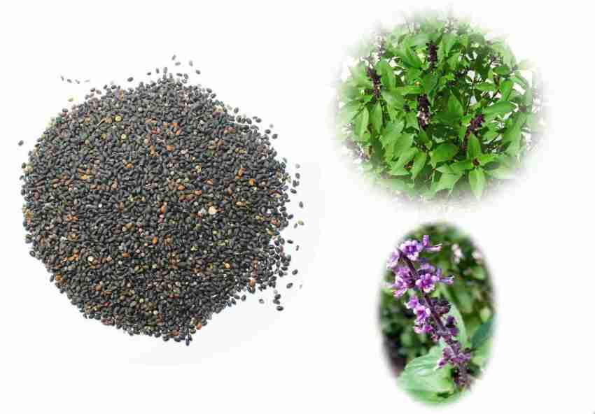 Urban Organic Basil Seeds Tukmariya Sabja Seeds Ocimum basilicum