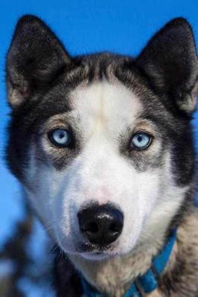 Blue eyes shop husky price
