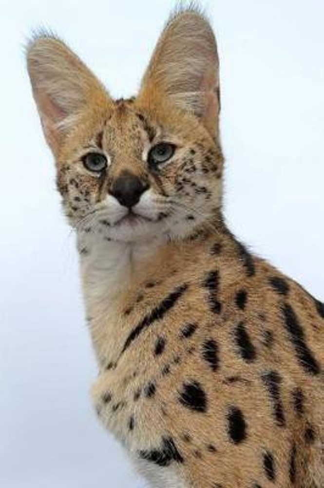 Buy serval sales