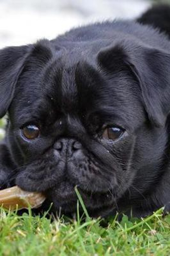 Black pug cost hotsell