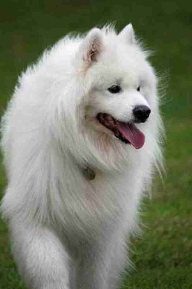 Gorgeous Fluffy White Samoyed Dog Pet Journal Buy Gorgeous Fluffy