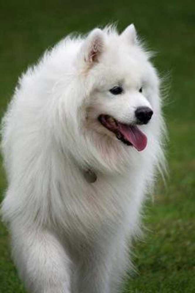 Dog for sale in flipkart best sale