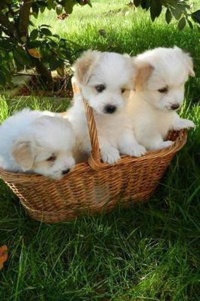Dog for sale in flipkart 2025