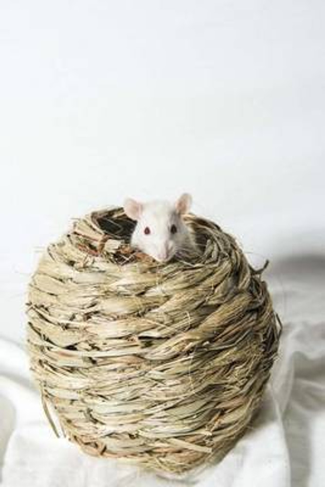 Buy A Cute White Rat Animal Journal by Creations Cs at Low Price