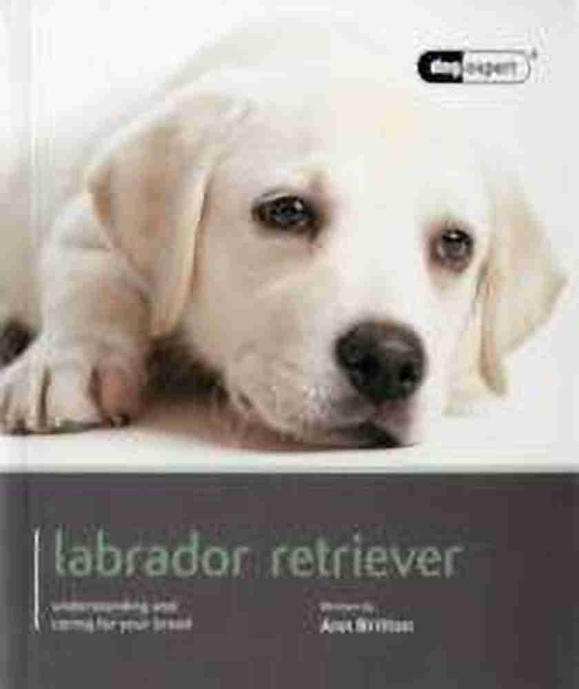 Golden retriever price in amazon discount