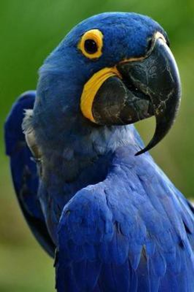 Price of hyacinth macaw top