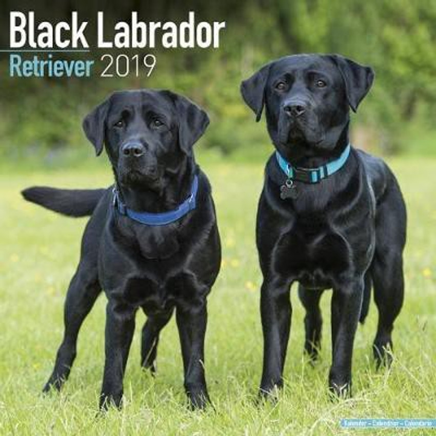 Black lab price hot sale