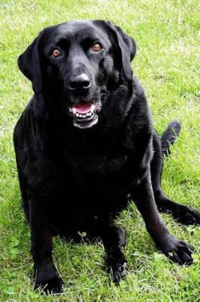 Black labrador sales dog price