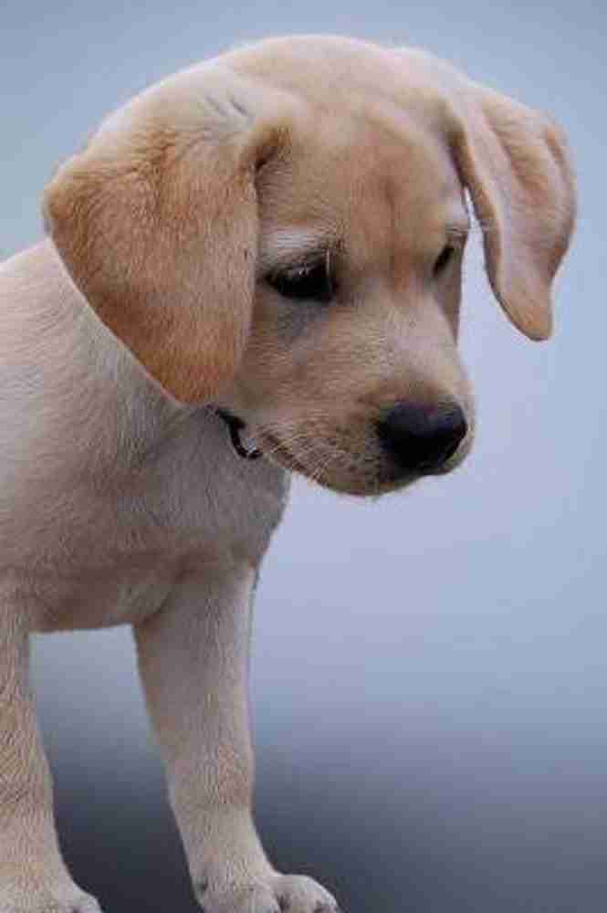 The price of labrador dog sale