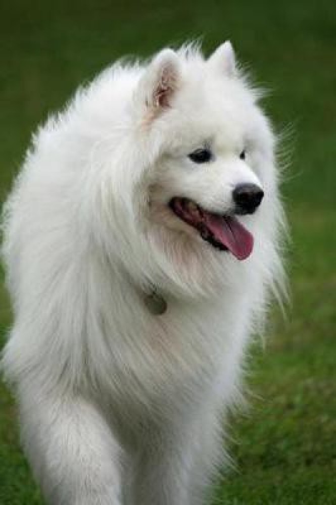 Wild samoyed sales