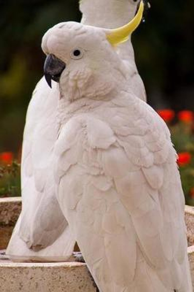 Two White Sulphur Crested Cockatoo Parrots Bird Journal Buy Two