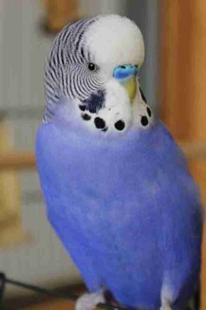 Blue budgie price new arrivals