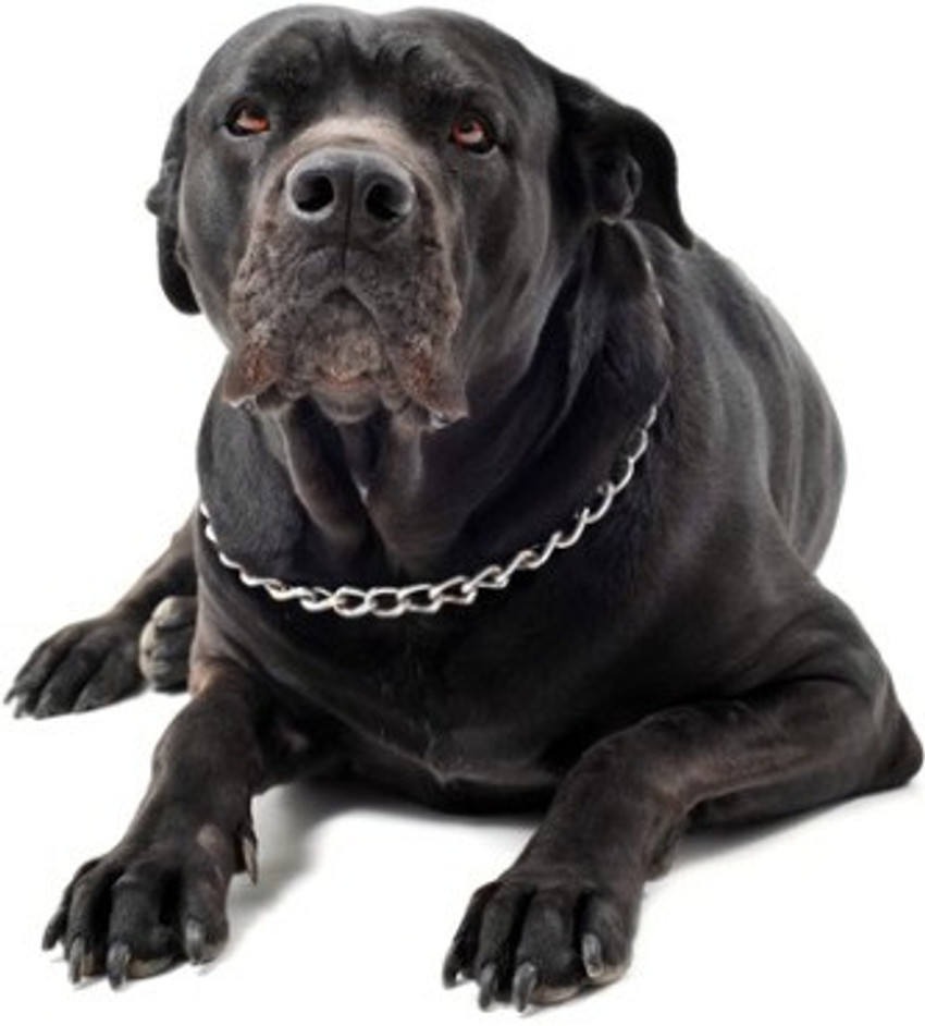 Cross belt online for dogs