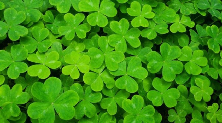 VIDISHAS HORTICULTURE 65pcs Imported LUCKY CLOVER Plant Seed Price in India  - Buy VIDISHAS HORTICULTURE 65pcs Imported LUCKY CLOVER Plant Seed online  at