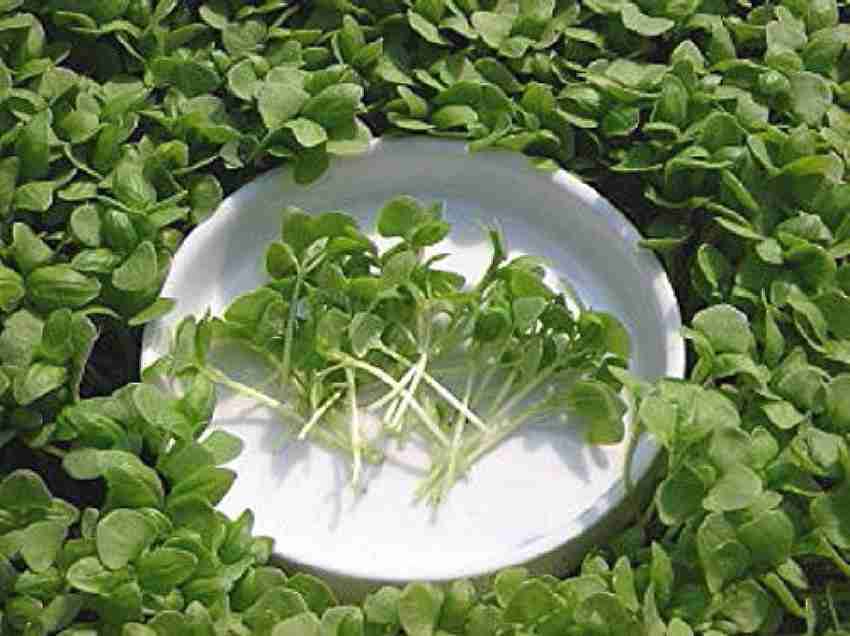 Airex Basil Mint Basil Microgreen Seeds Seed Price in India