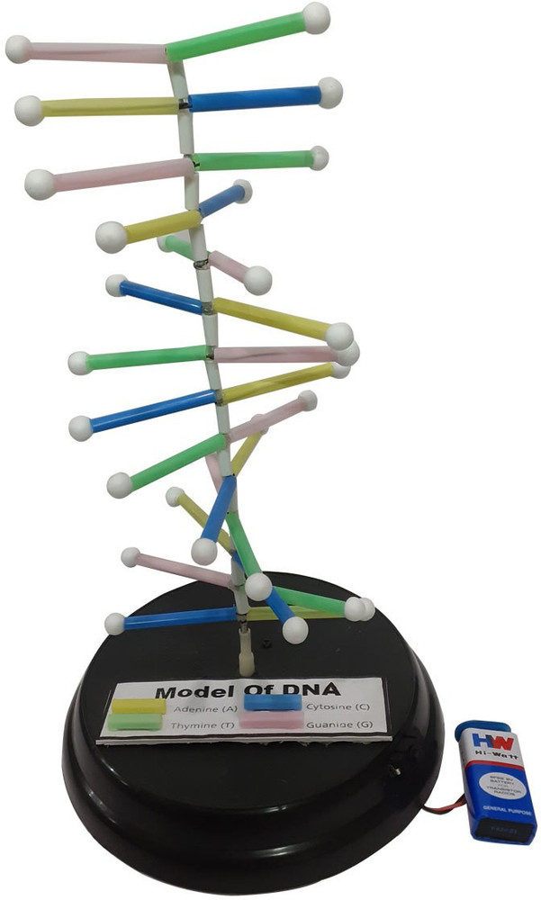 MELODY's Model of DNA - Working model for Biology Science Project  Educational Electronic Hobby Kit Price in India - Buy MELODY's Model of DNA  - Working model for Biology Science Project Educational