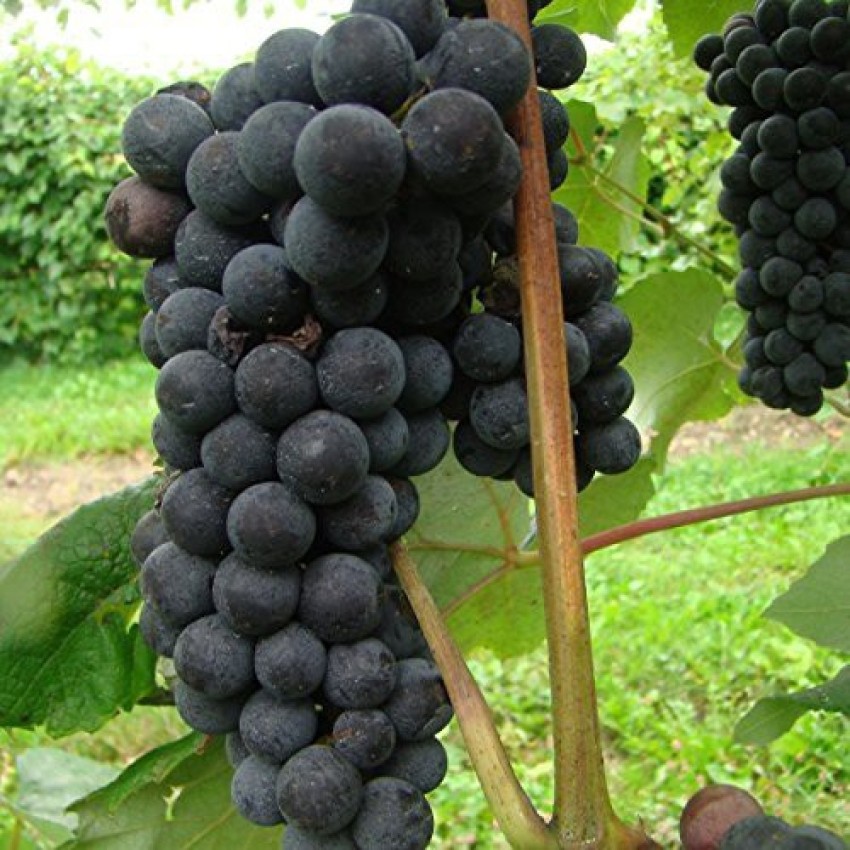 新登場! Grape seed1-12 | concessionariareviver.com.br