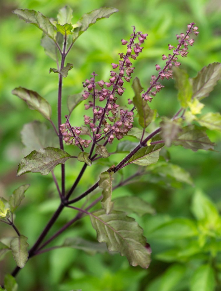 Recron Seeds Indian Tulsi Basil Planting Seed Price in India