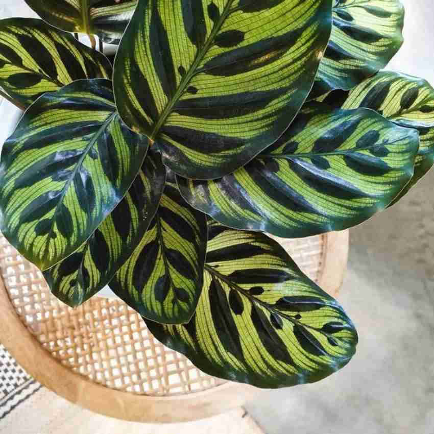The Bonsai Plants CALATHEA / MAKOYANA Price in India - Buy The Bonsai Plants CALATHEA / MAKOYANA online at Flipkart.com