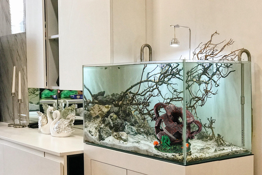 Jainsons aquarium deals
