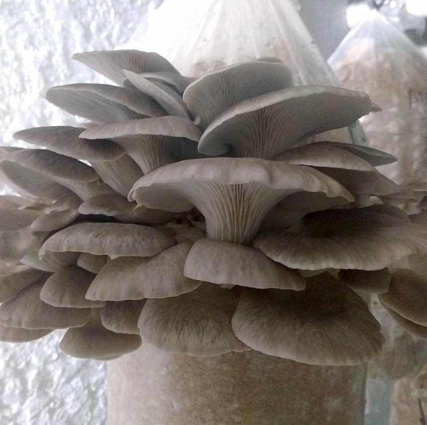 Blue Oyster Mushroom  Pleurotus Columbinus Spawn 400 G