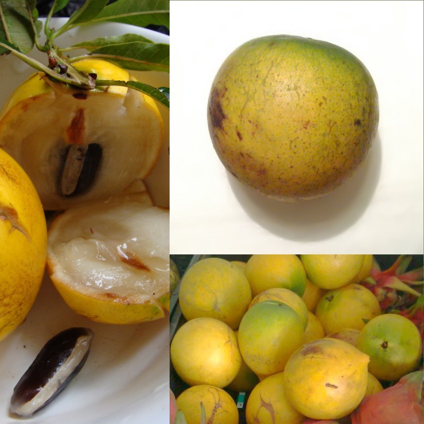 129 Tropical Fruits From A to Z (With Photos!)