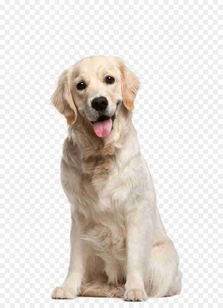 Cross belt for dogs hotsell