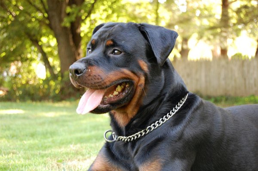Cross belt for dogs shop