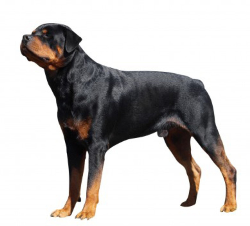 ADIOS 1.5 INCH Blue Color Dog Belt for 60 70 KG Dog Weight Dog