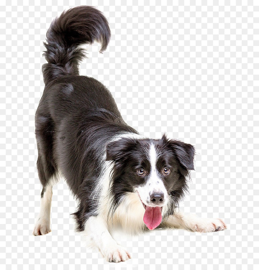 Cross belt deals for dogs