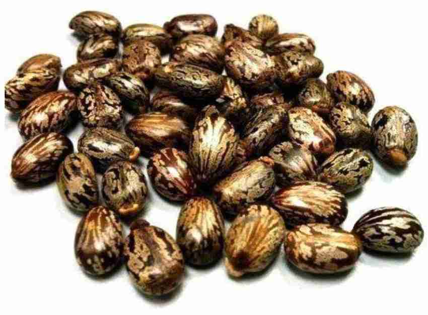 Natural & Herbal Castor Seeds Seed Price in India - Buy Natural & Herbal Castor  Seeds Seed online at Flipkart.com