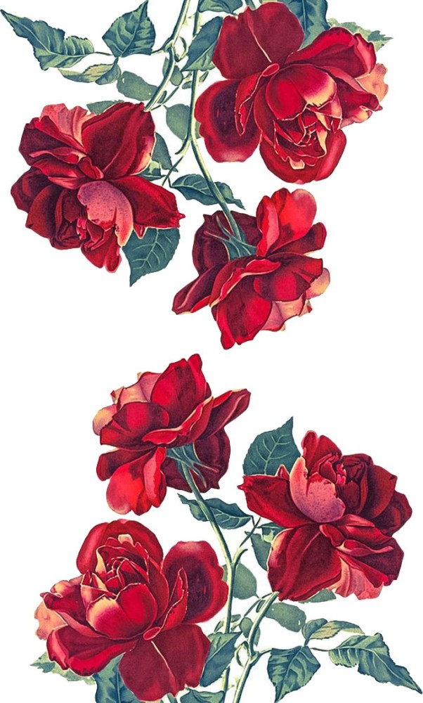 934103 Beautiful Rose Wallpaper Images Stock Photos  Vectors   Shutterstock