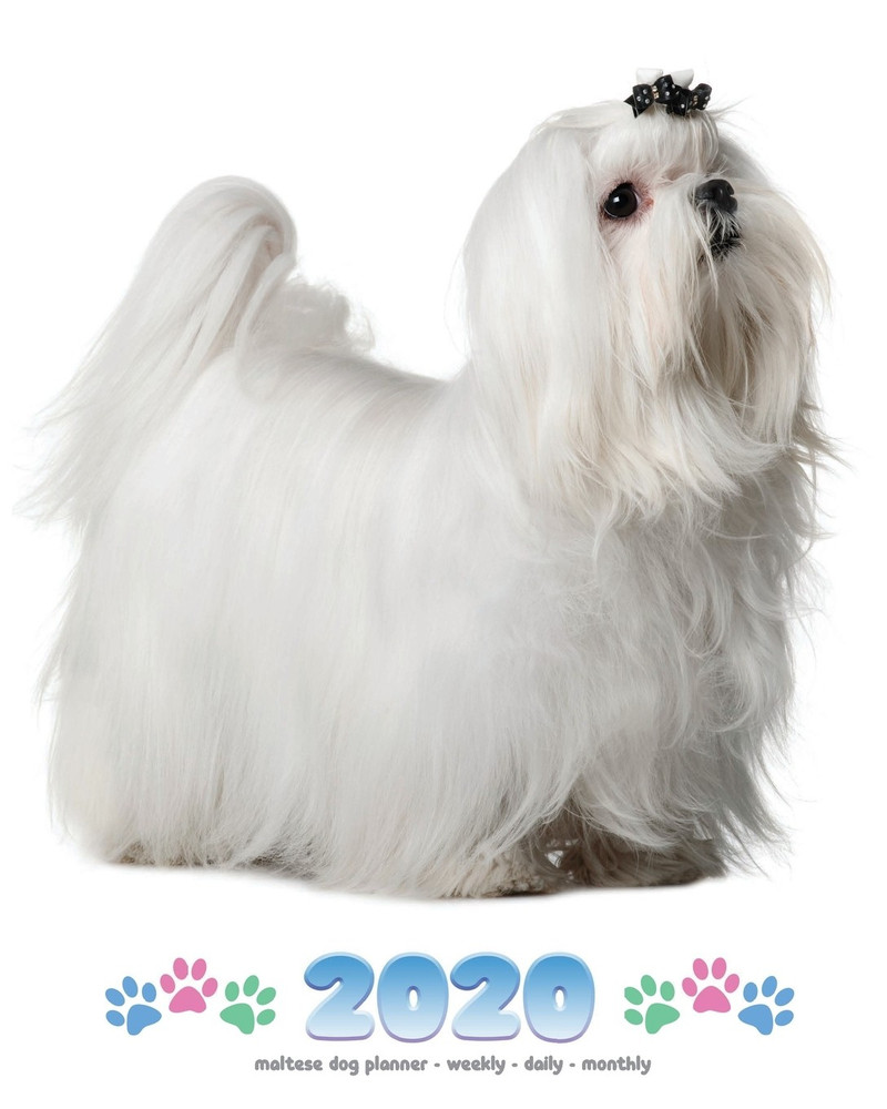 Buy maltese dog sale