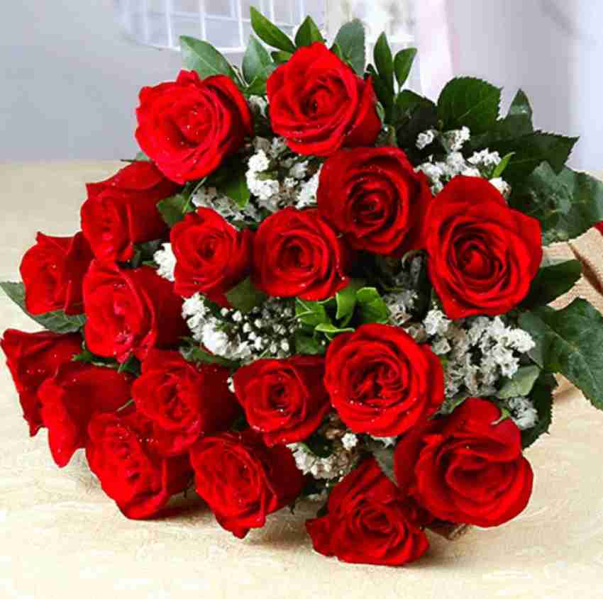 XOLDA Red Rose Seed Price in India - Buy XOLDA Red Rose Seed online at