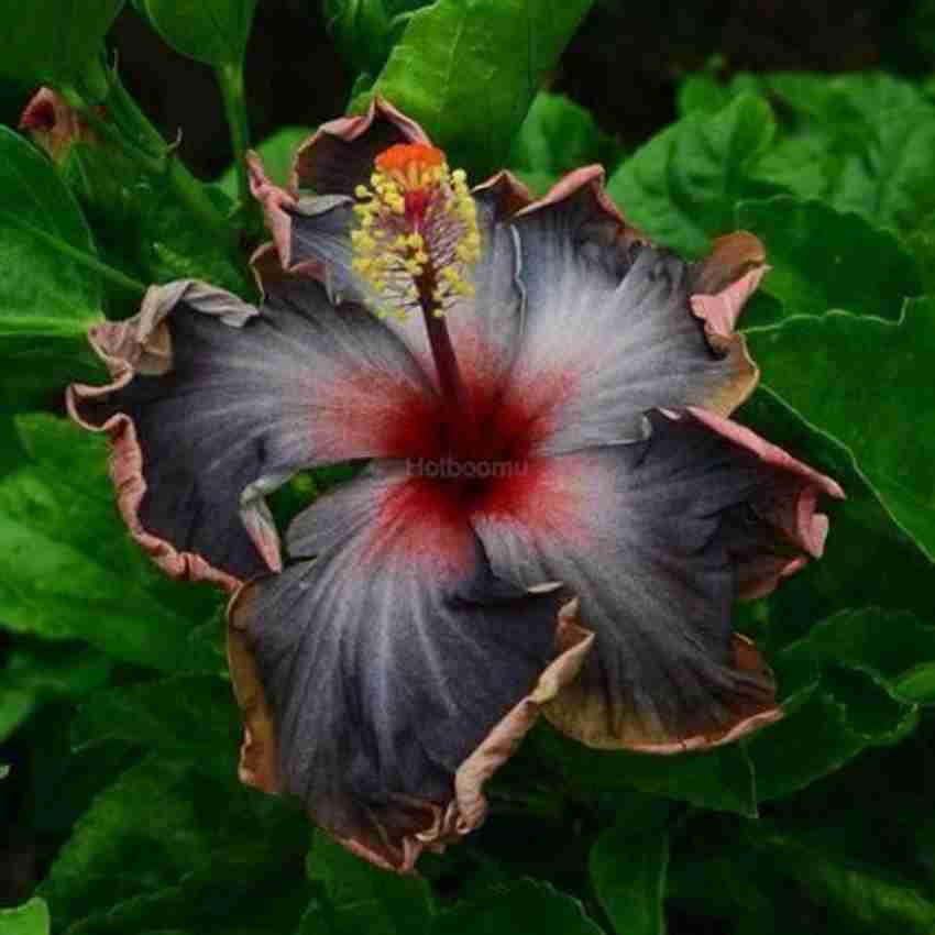 Giant hibiscus store
