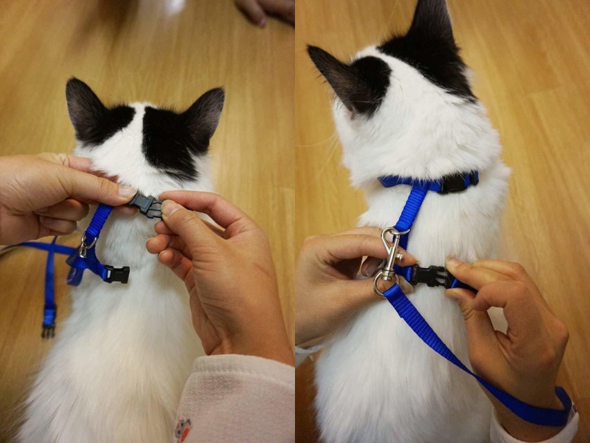 Cat chain outlet collar