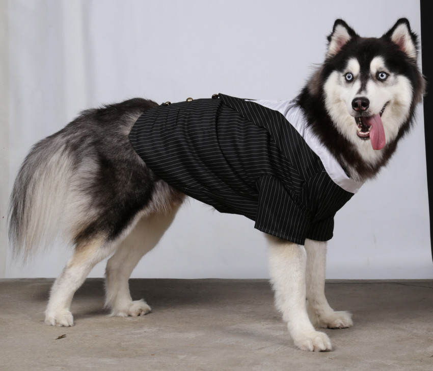 DOGGYDOLLY Dress for Dog Price in India Buy DOGGYDOLLY Dress for
