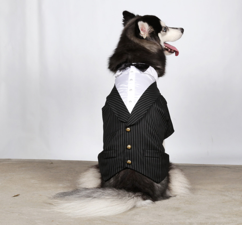 Dog clothes flipkart clearance