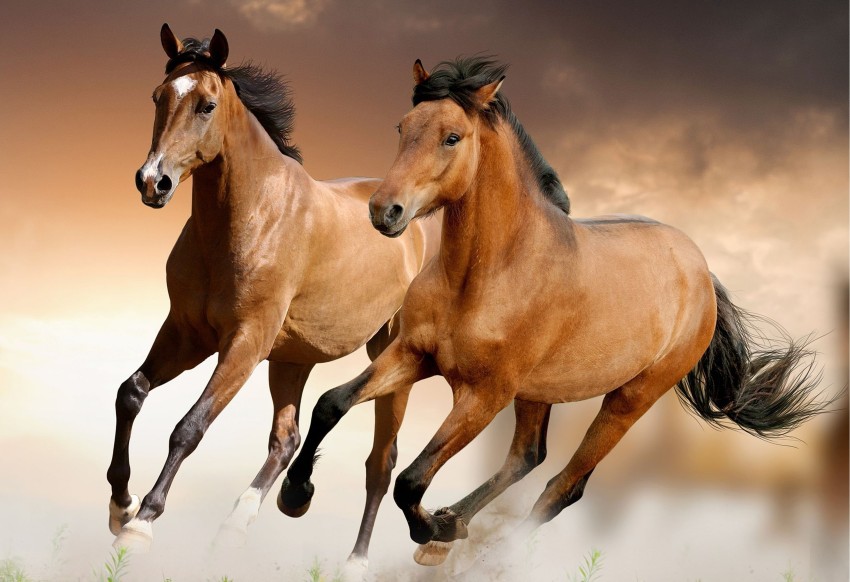 Download Horses wallpapers for mobile phone free Horses HD pictures