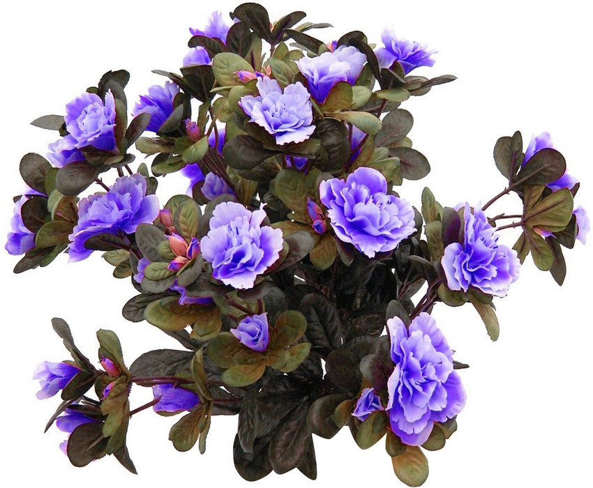 Bucephalandra sp. Violet bolsom