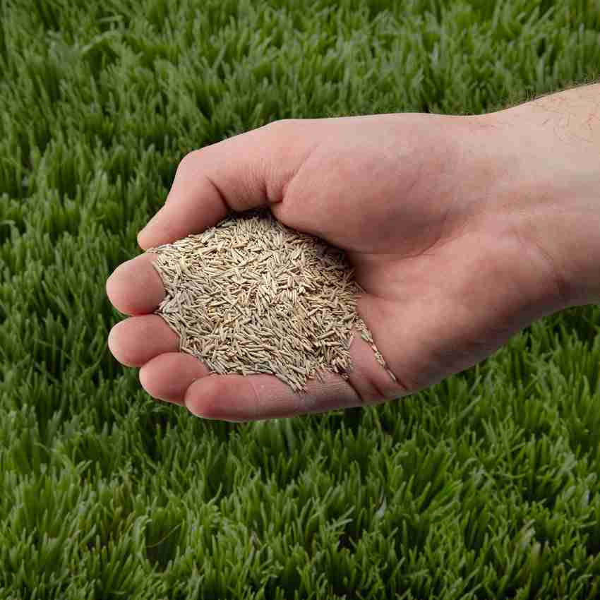 Green World BERMUDA GRASS DOOB GRASS CARPET GRASS CYNODON DACTYLON SEEDS 100 SEEDS Seed