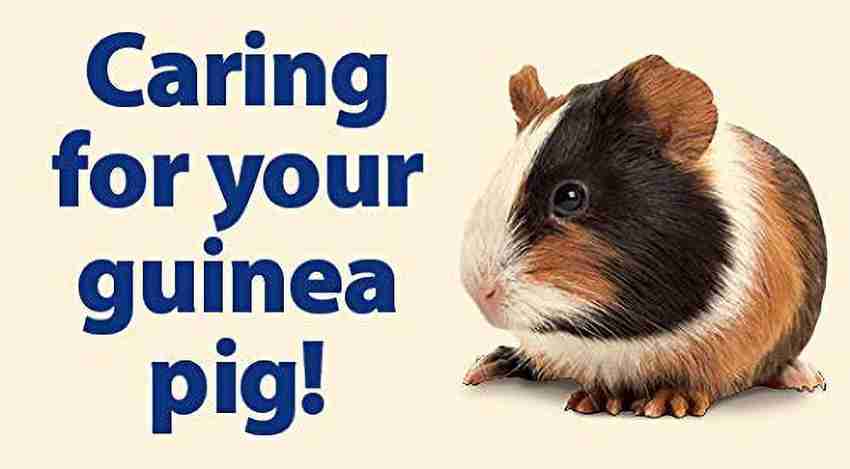 Guinea cheap pig supplements
